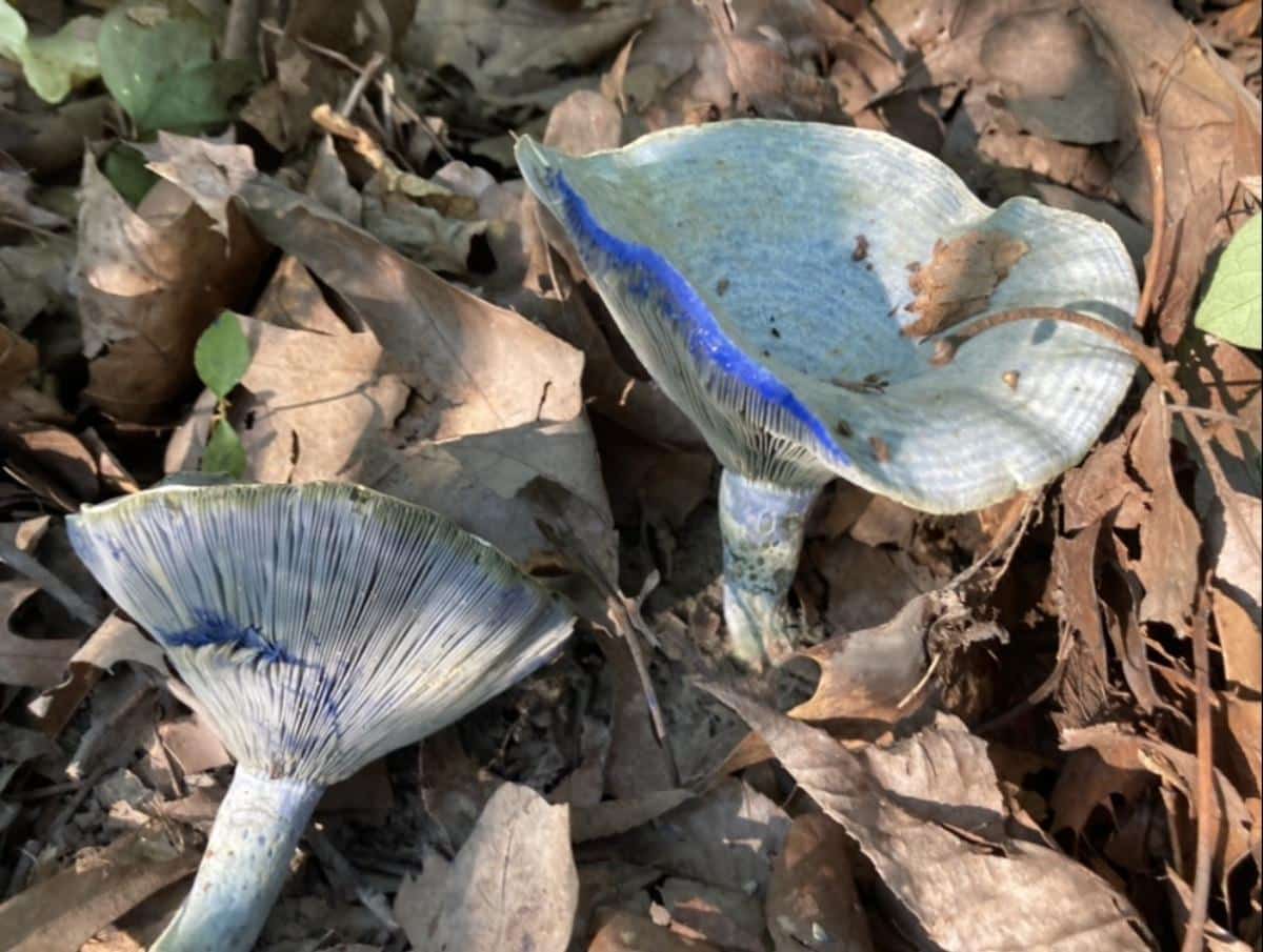 blue milky cap mushroom
