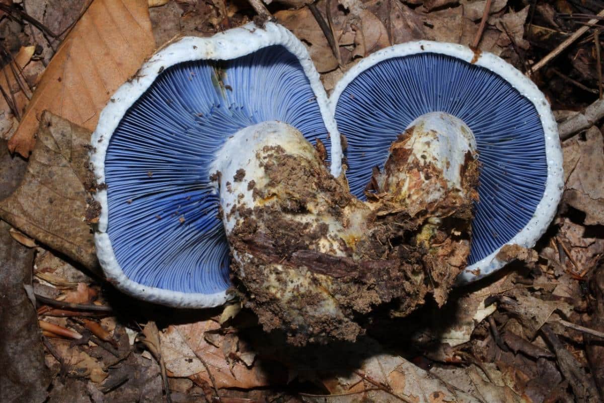 blue milk mushroom