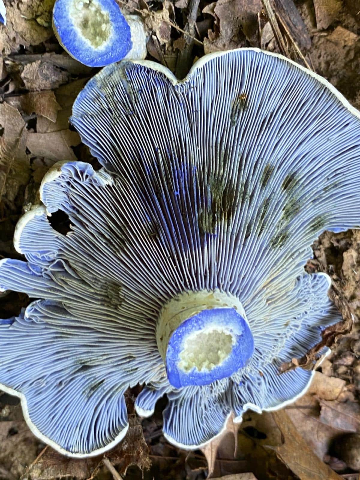 lactarius indigo mushroom