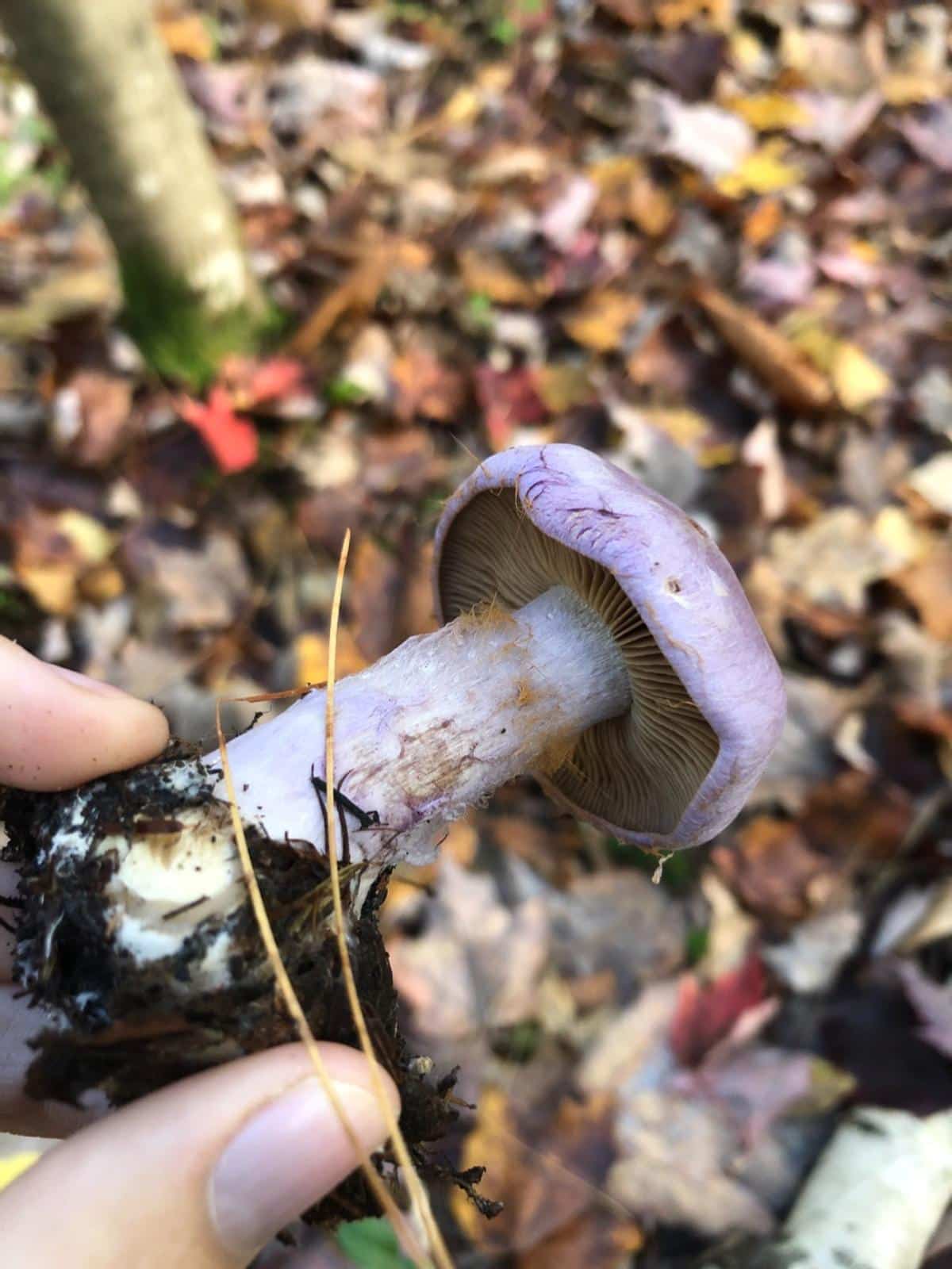 Cortinarius alboviolaceus