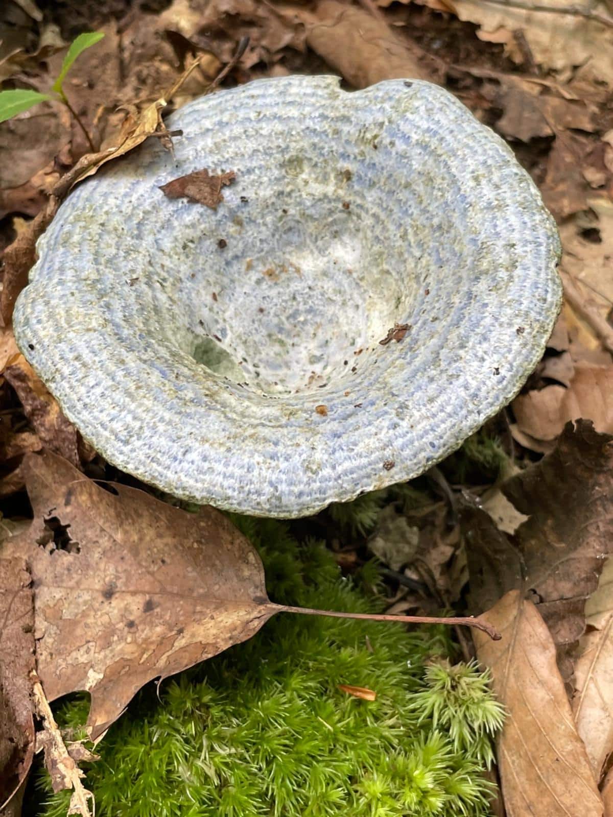 indigo lactarius mushroom