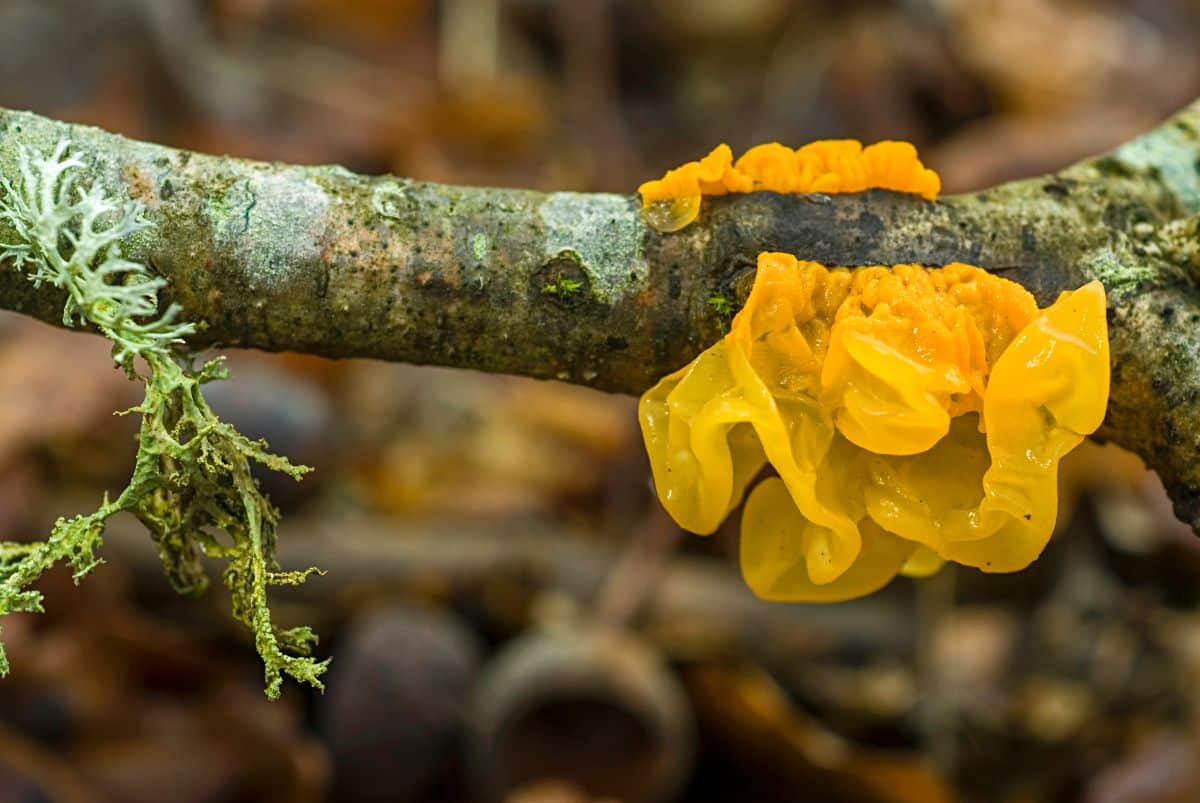 yellow brain fungus