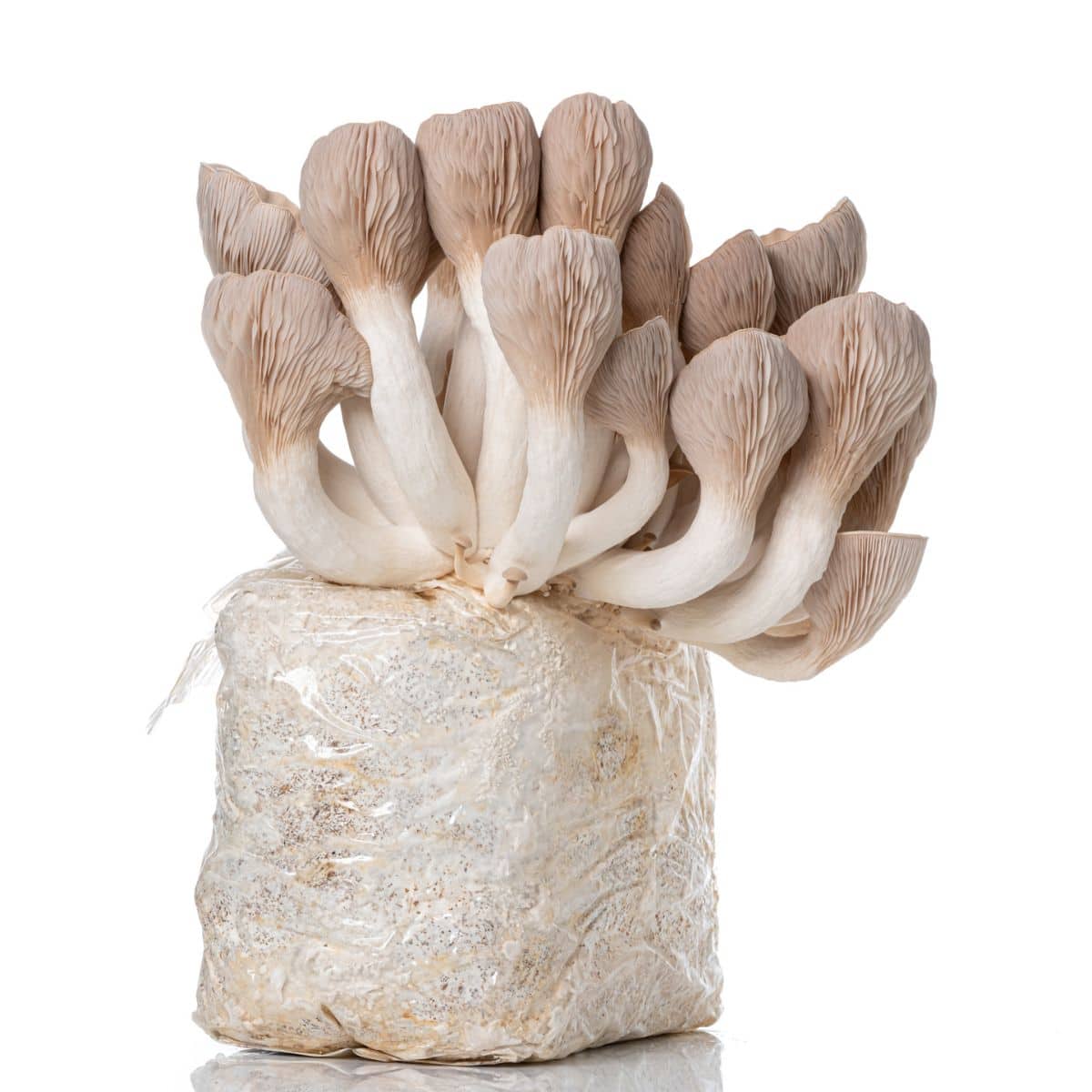 king trumpet oyster mushroom grow kit