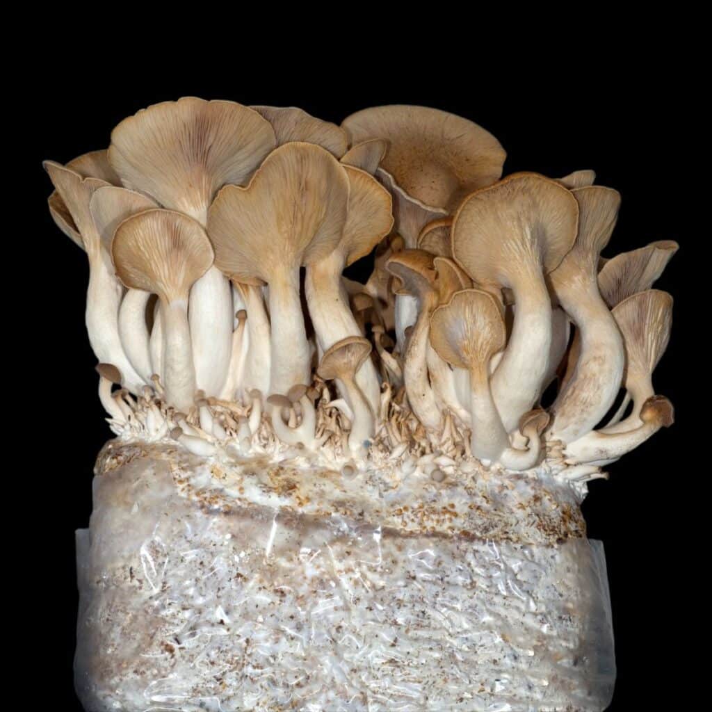 All About King Oyster Mushrooms Growing, Cooking, and History