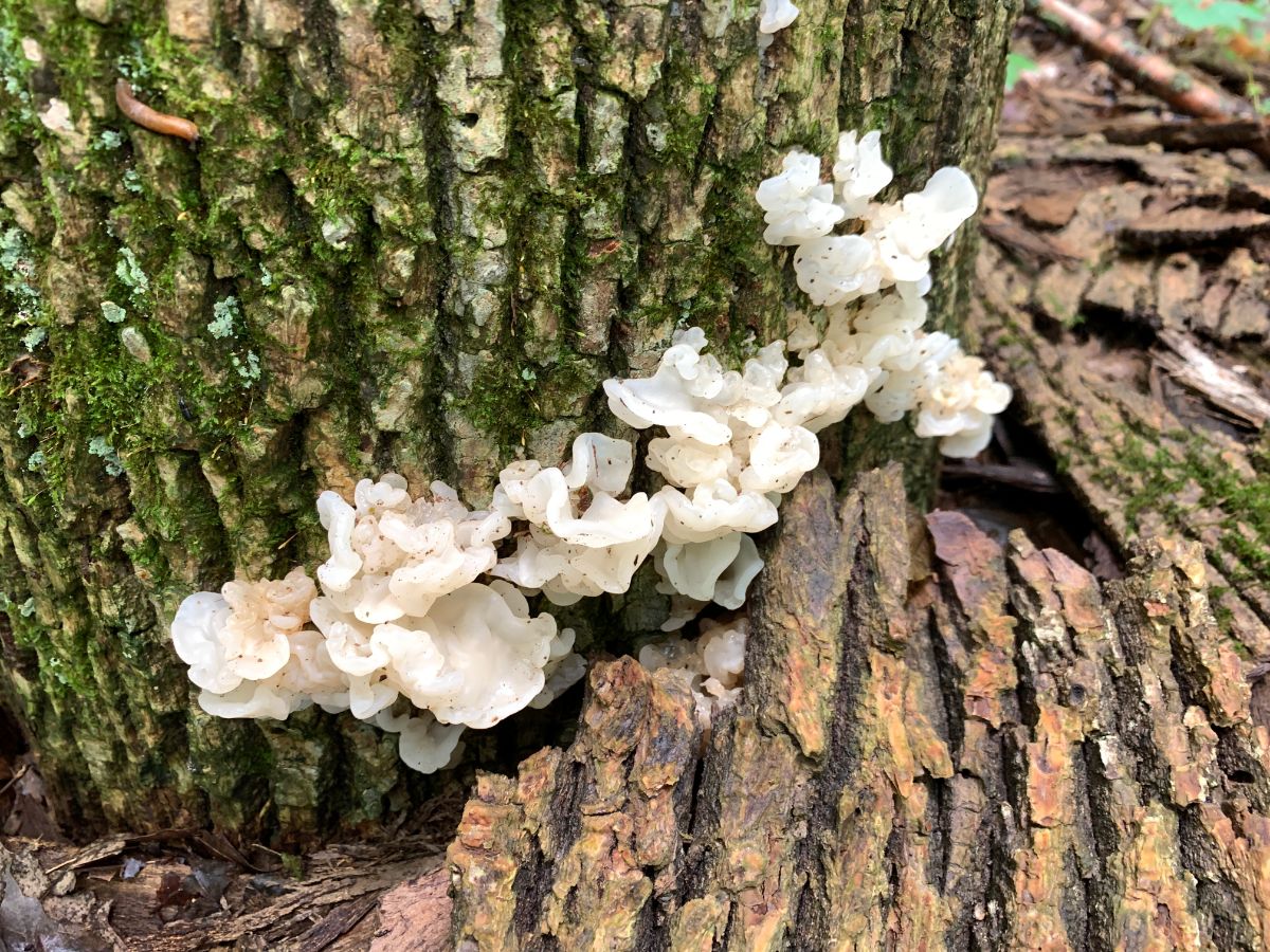 Tremella fuciformis