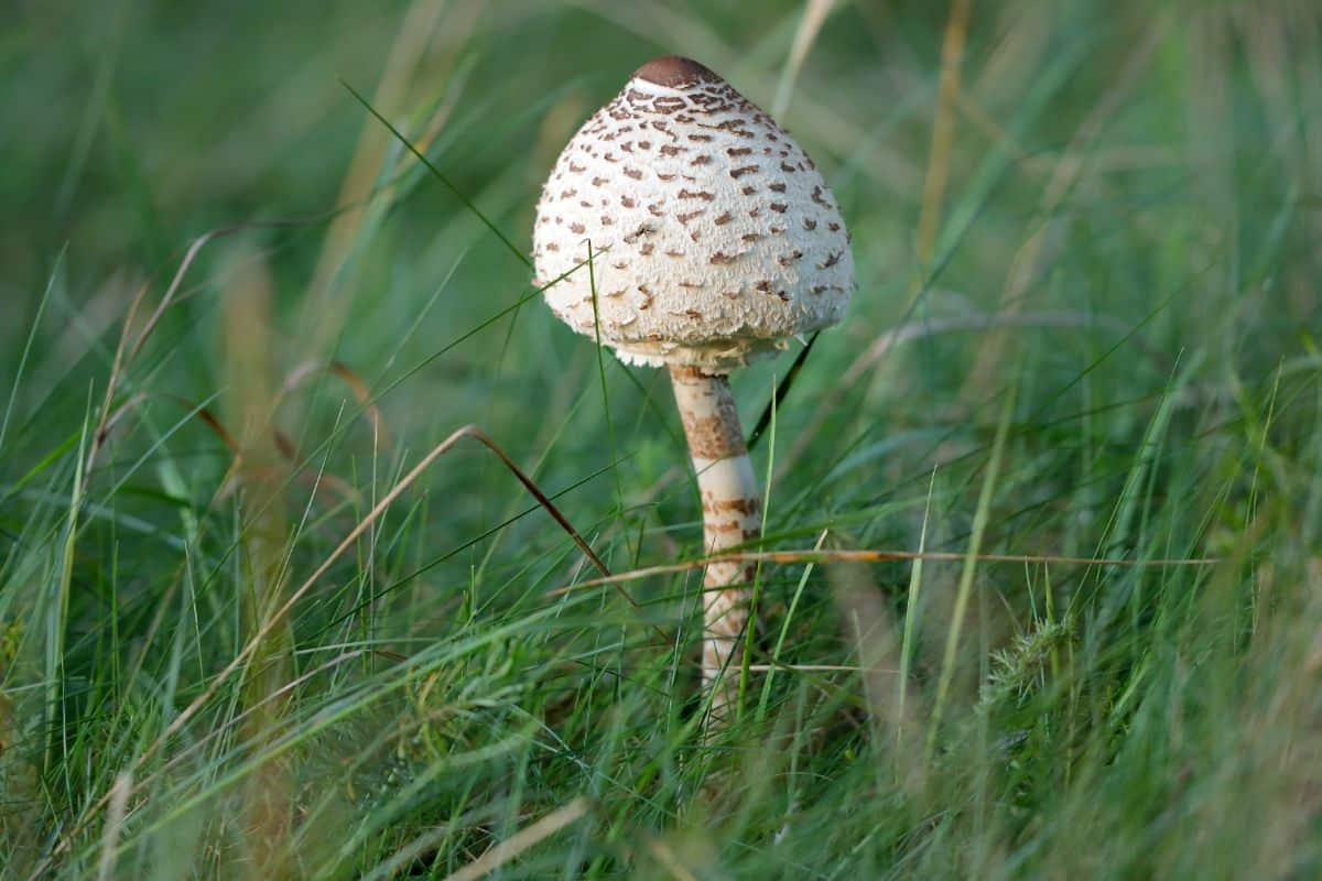 parasol mushrooms