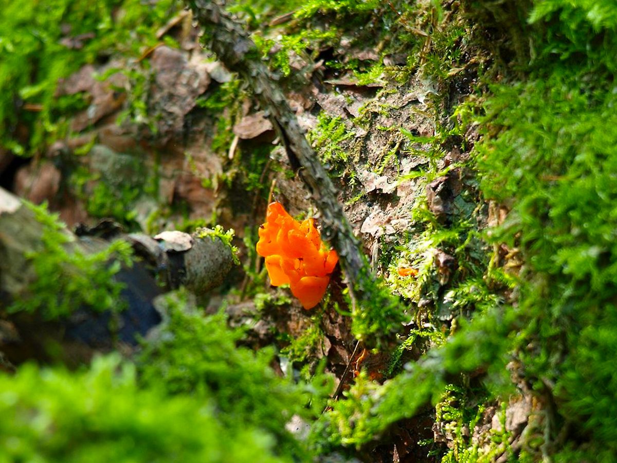 Dacrymyces chrysospermus