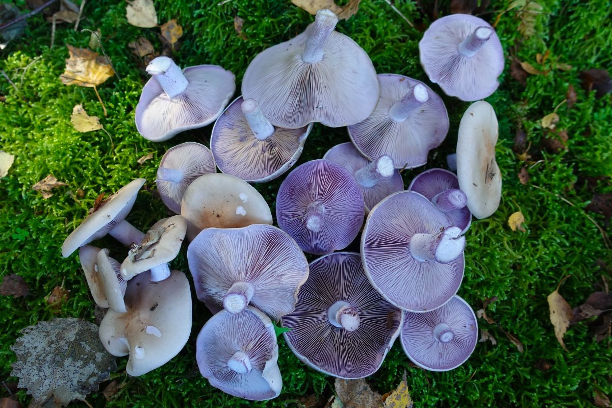 wood blewit mushroom