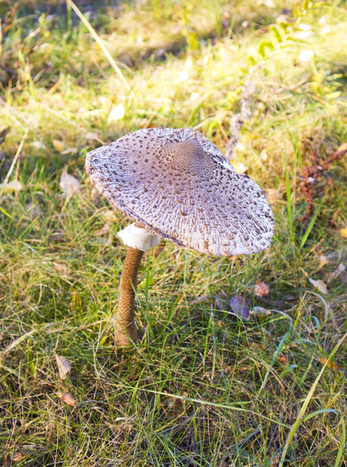 parasol mushrooms