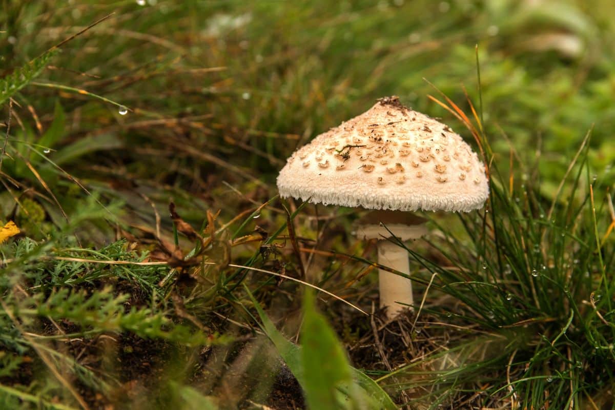 shaggy parasol mushroom