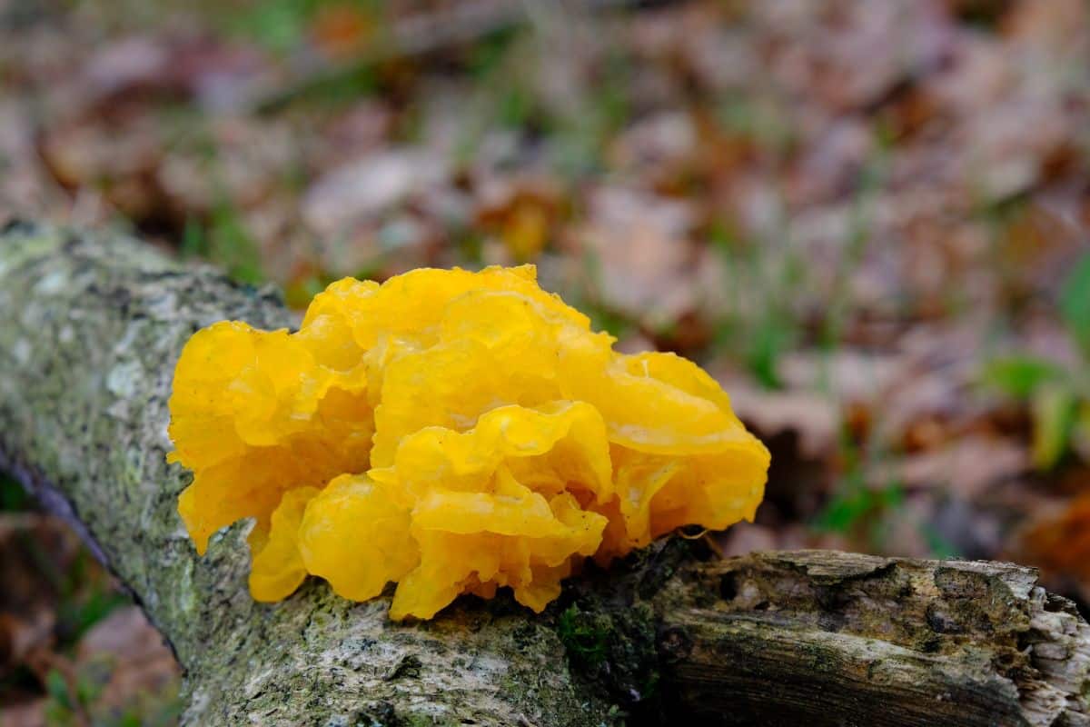 witches butter fungus