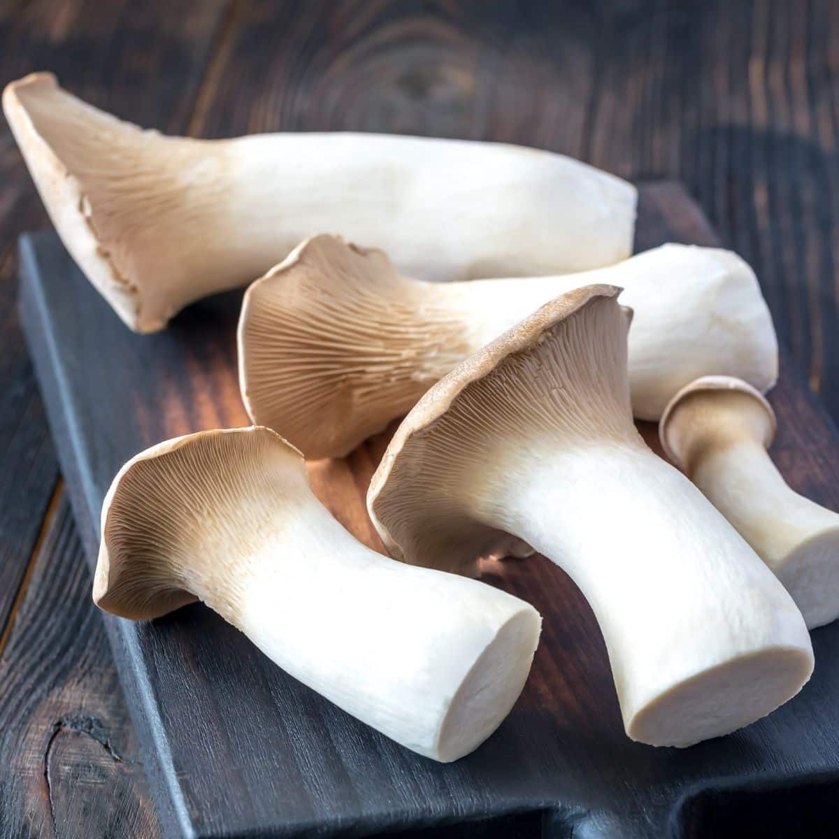 king trumpet mushroom