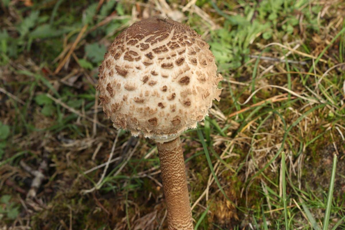 parasol mushrooms