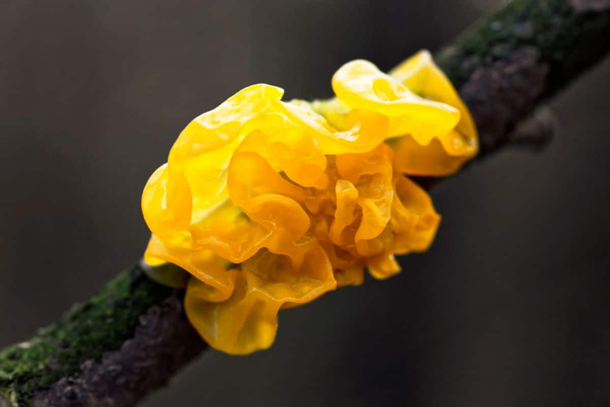 witches' butter fungus