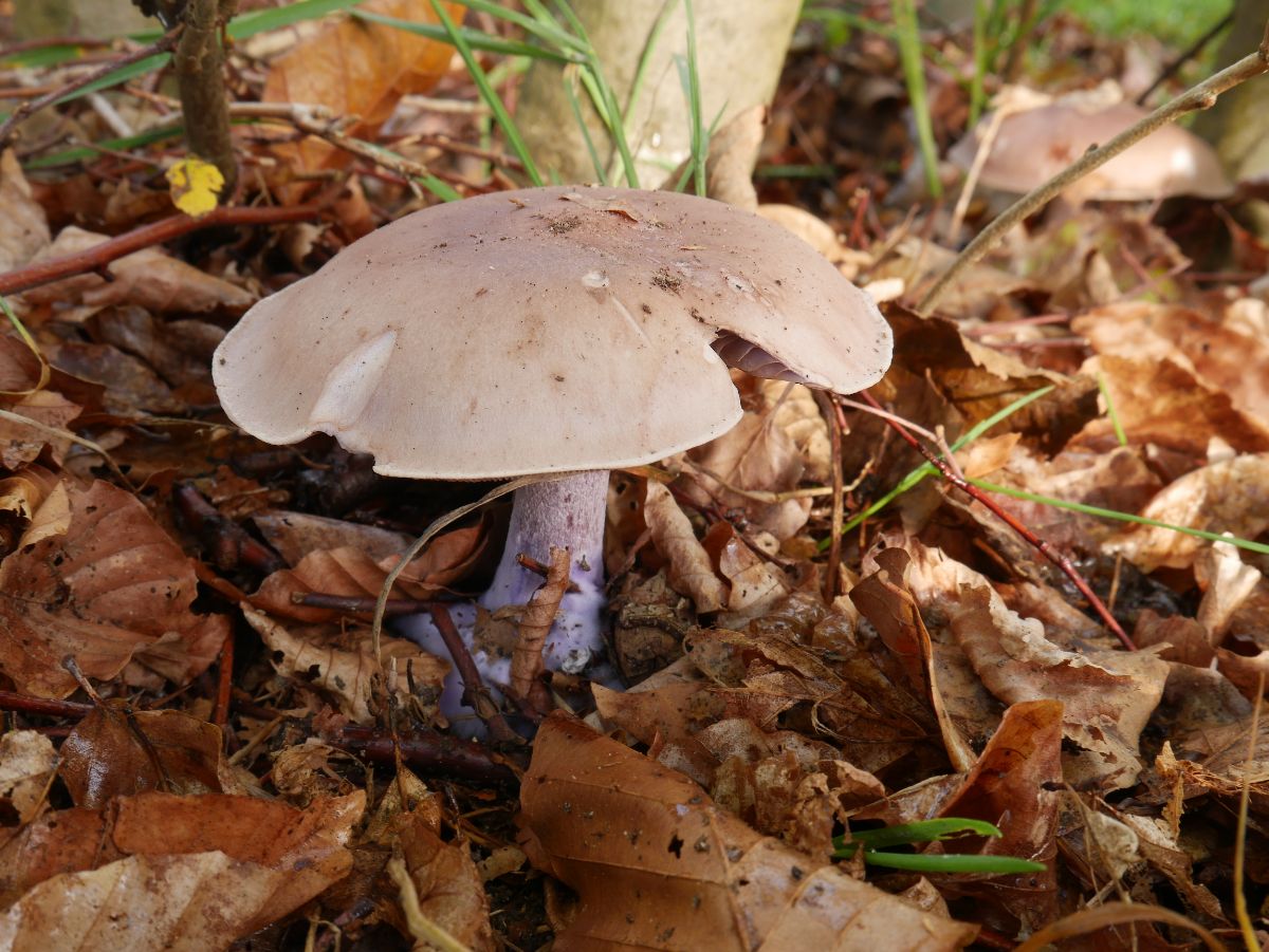 clitocybe nuda