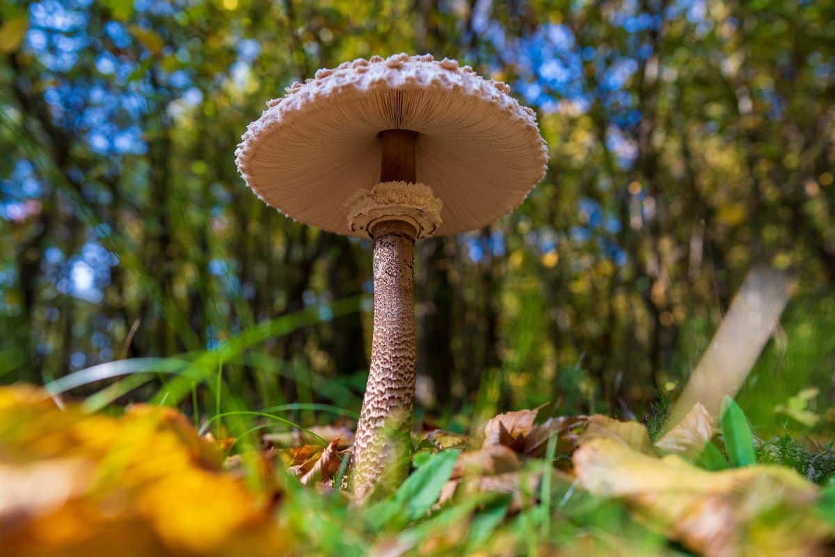 parasol mushroom, macrolepiota procera