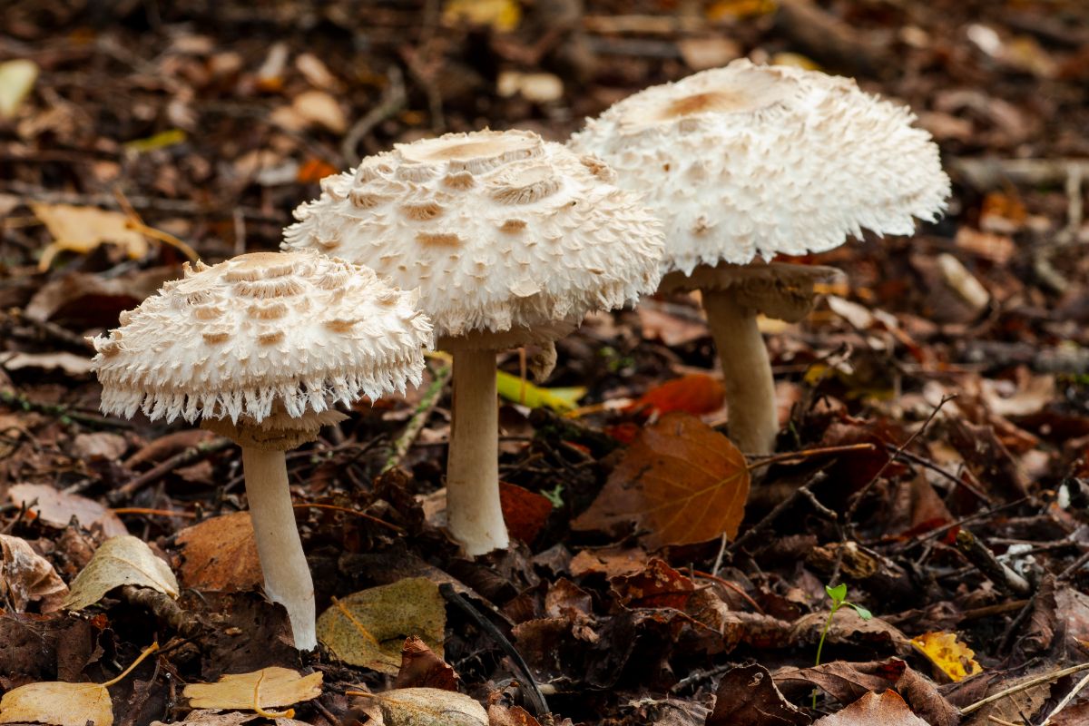 shaggy parasol mushrooms