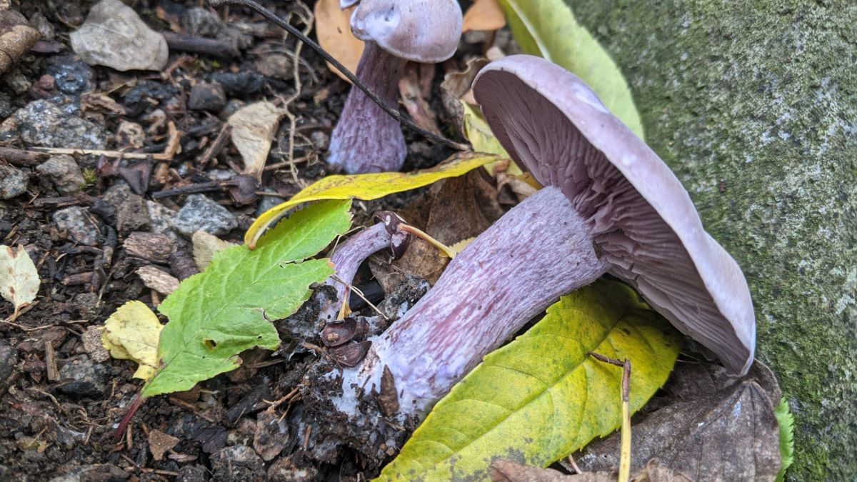 blewit mushroom