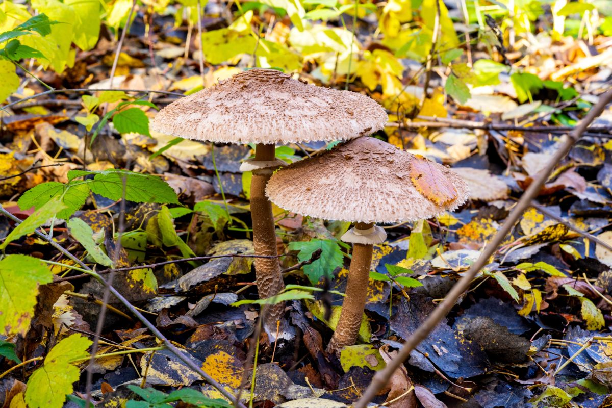 parasol mushrooms