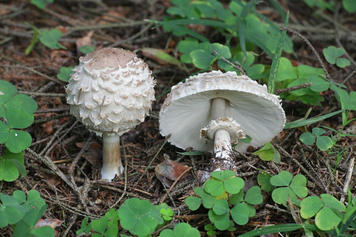 shaggy parasol 