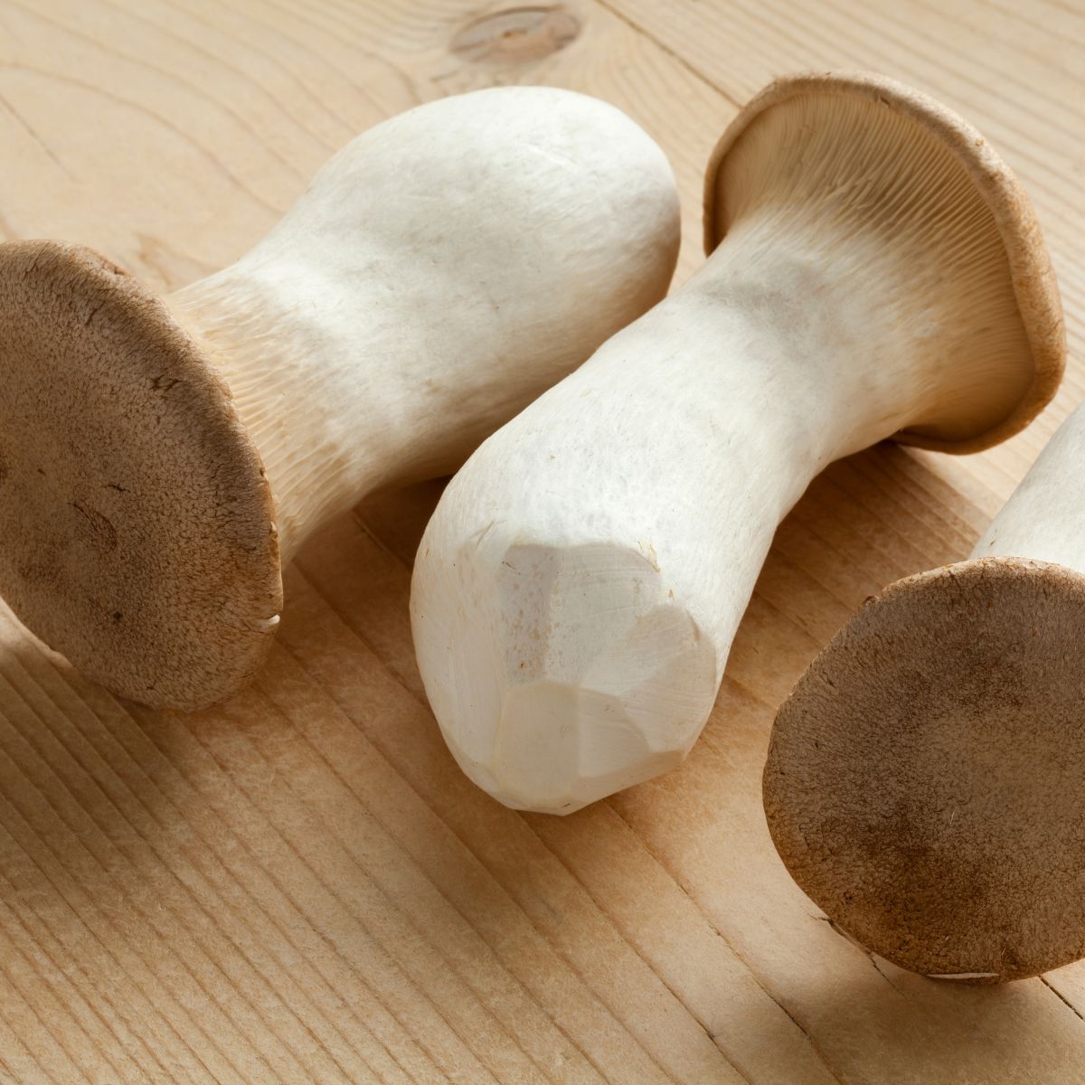 king trumpet oyster mushroom