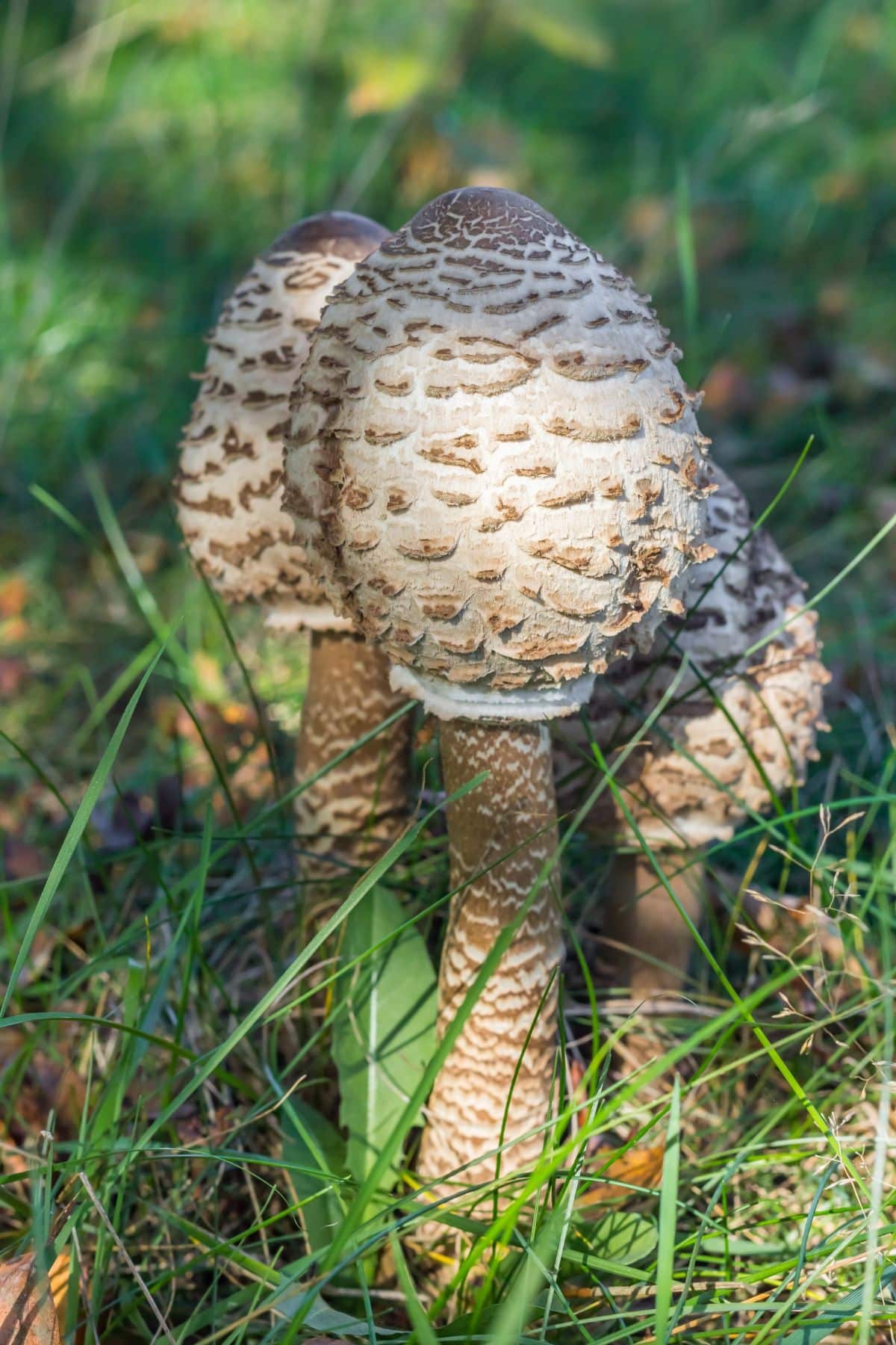 Macrolepiota procera