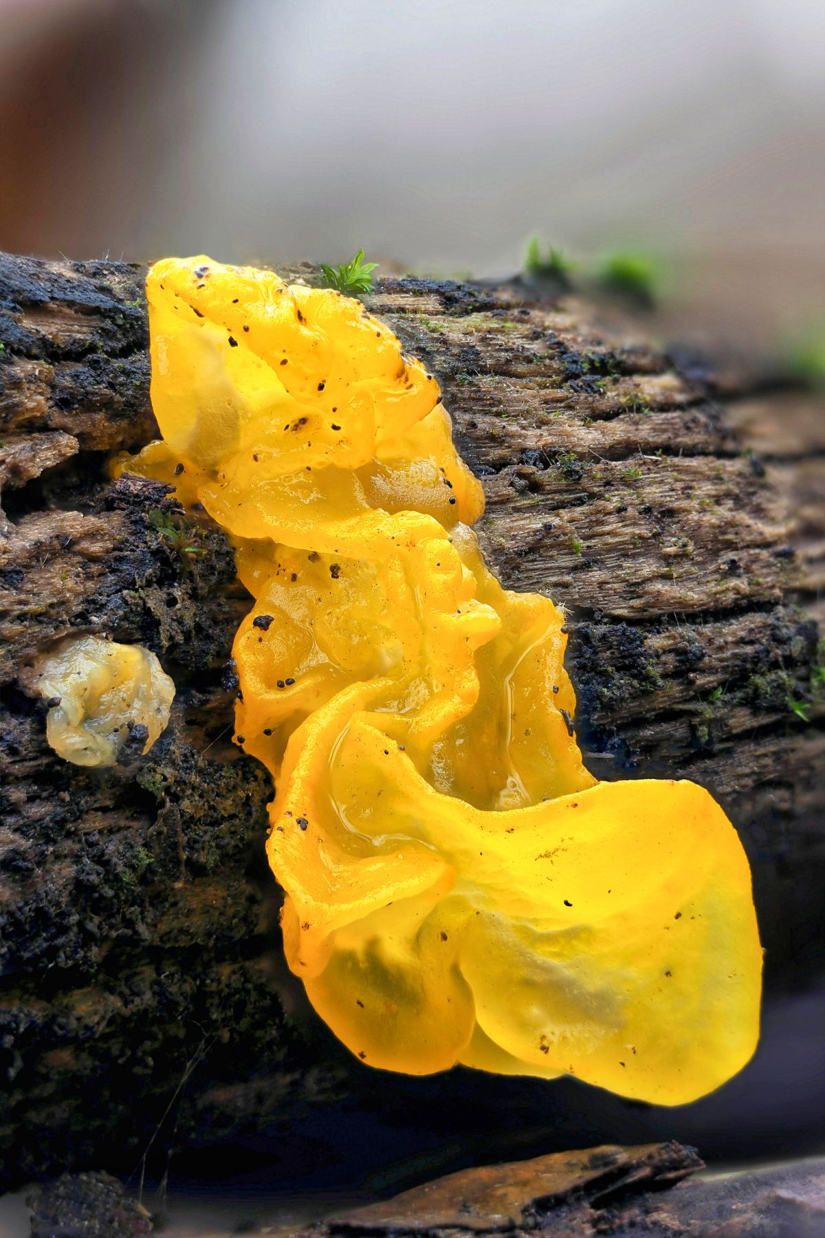 Tremella