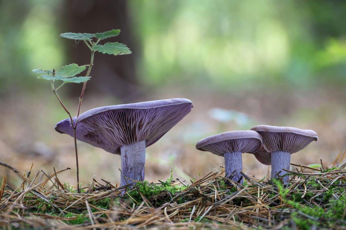 blewits