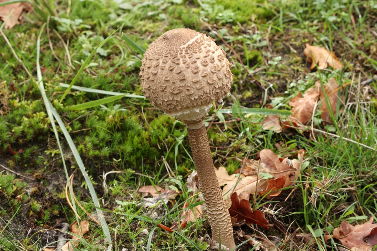 macrolepiota procera stem