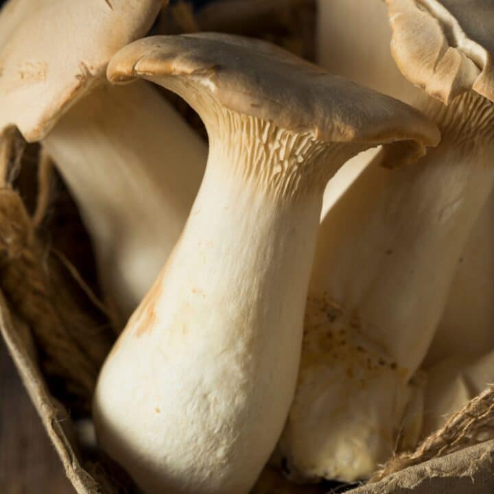 All About King Oyster Mushrooms: Growing, Cooking, and History ...