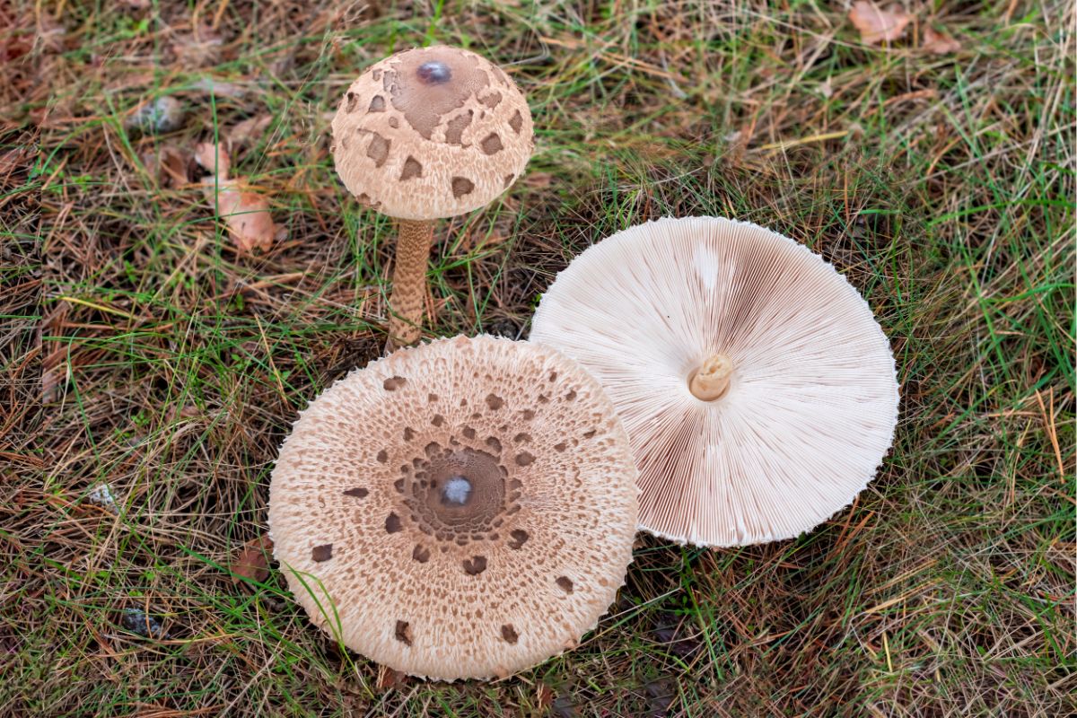 parasol mushroom species, huge caps