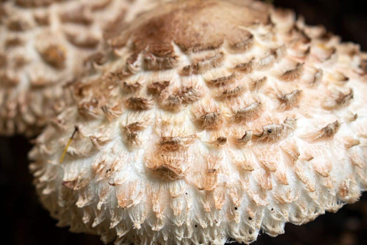 Chlorophyllum rhacodes