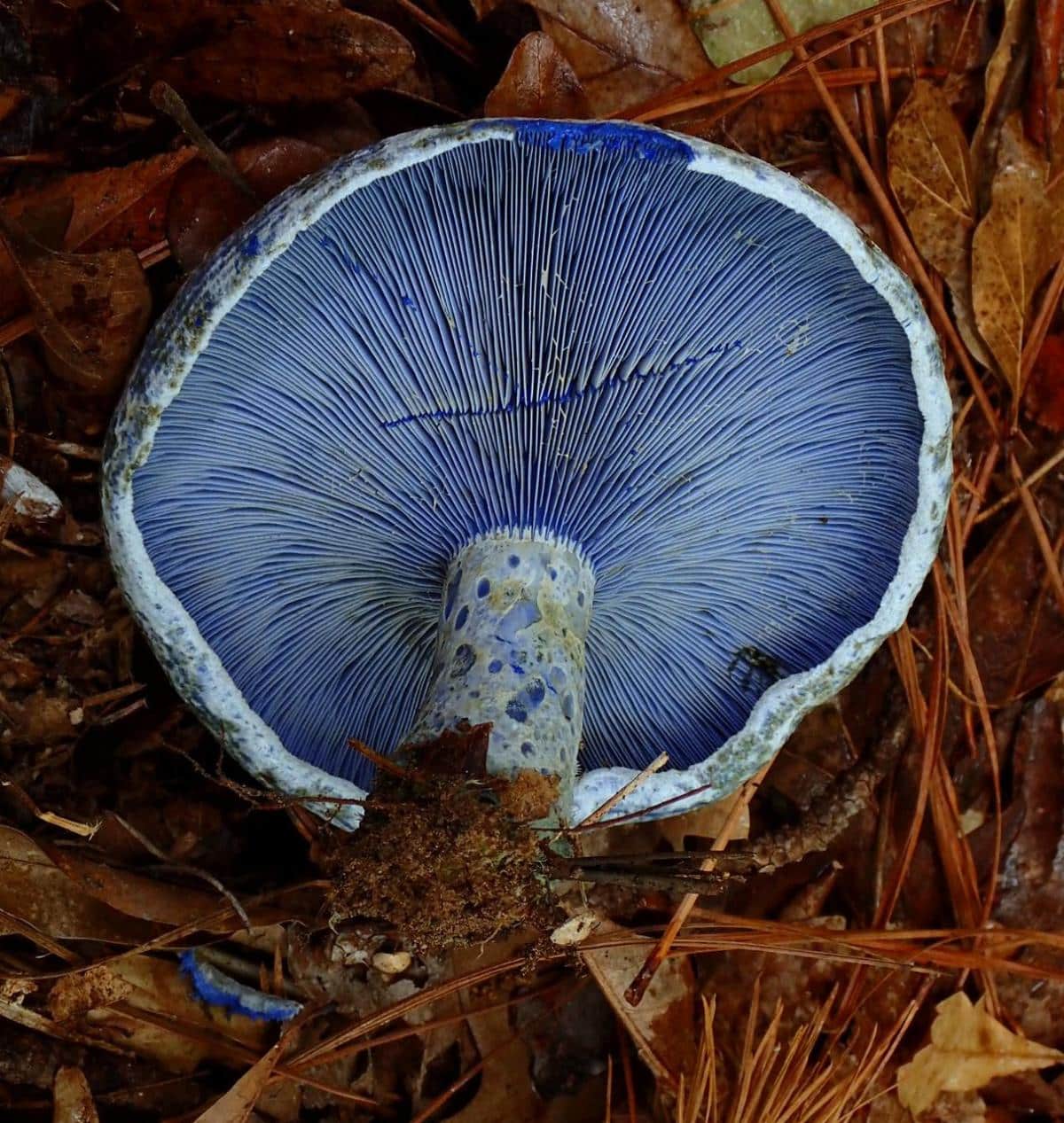 Blue milky cap mushroom