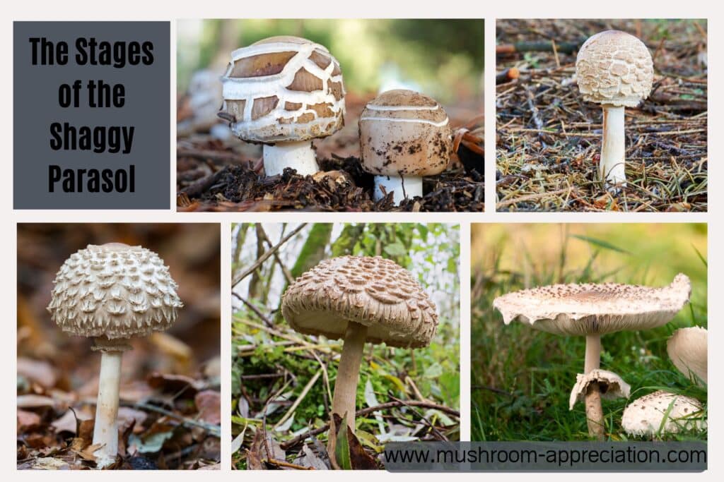 Shaggy Parasol Identification, Foraging, and Cautions Mushroom Appreciation