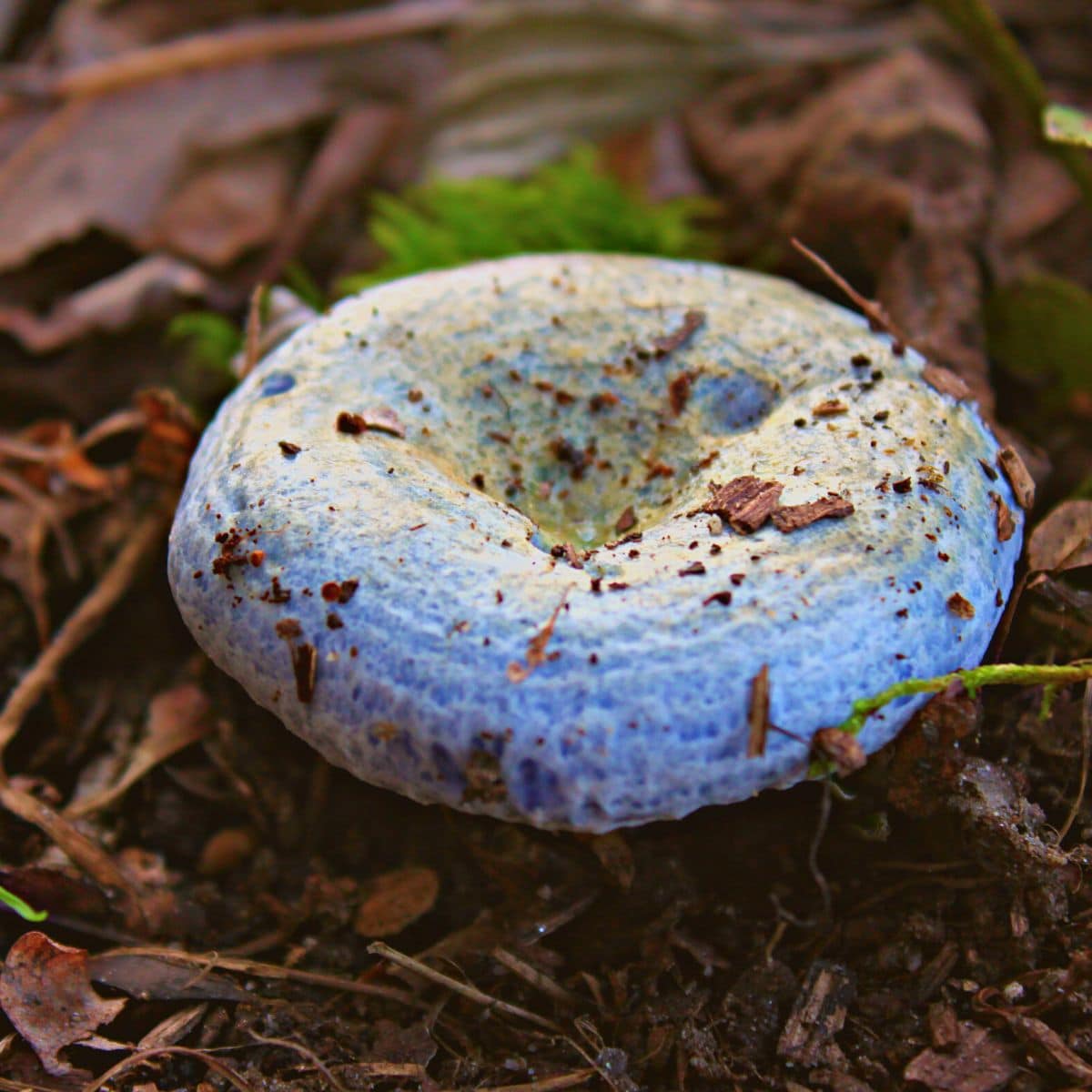 indigo milky cap