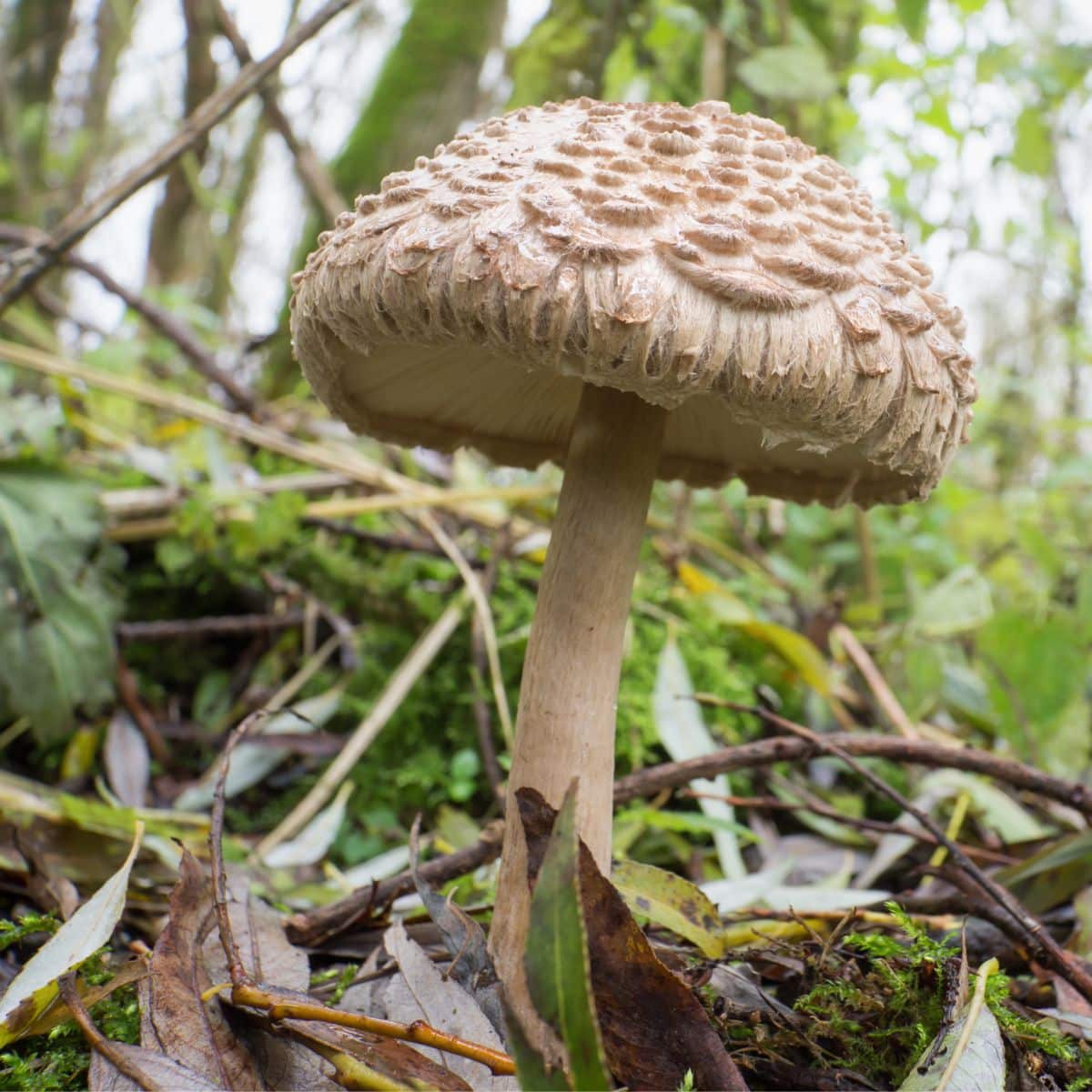 Winter decorating can be tough - but this little puffball stem