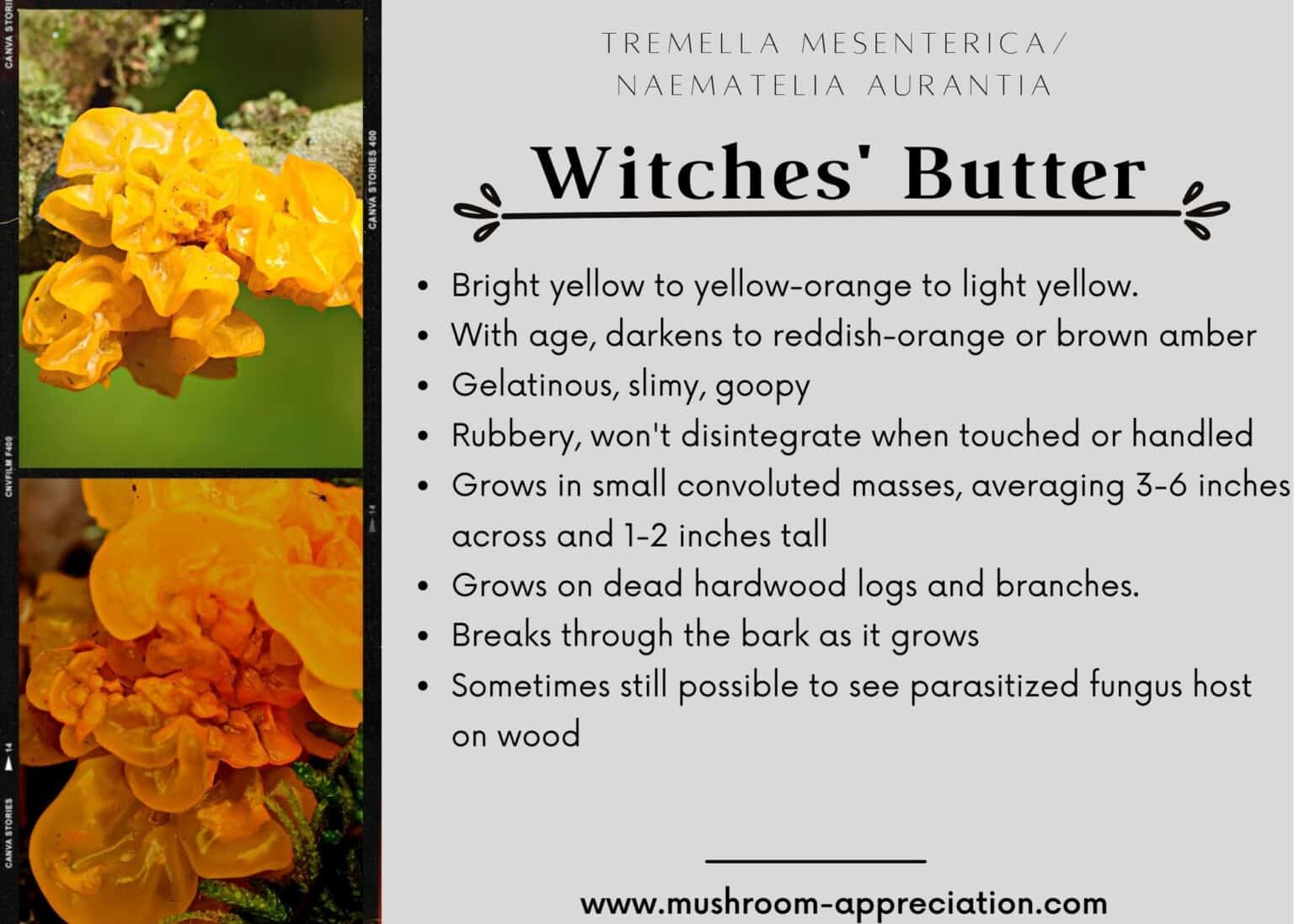 Witches' Butter Species, Foraging, and Cooking This Odd Fungus