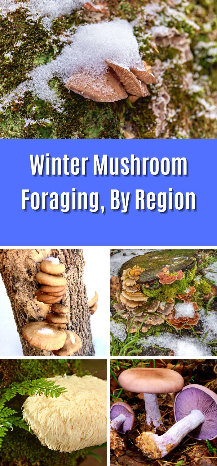 Winter Mushroom Foraging, By Region Mushroom Appreciation