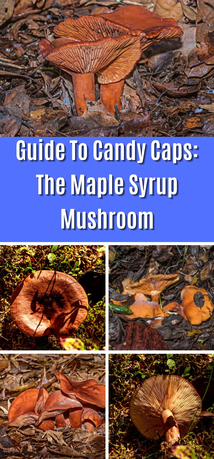 Guide To Candy Caps The Maple Syrup Mushroom Mushroom Appreciation