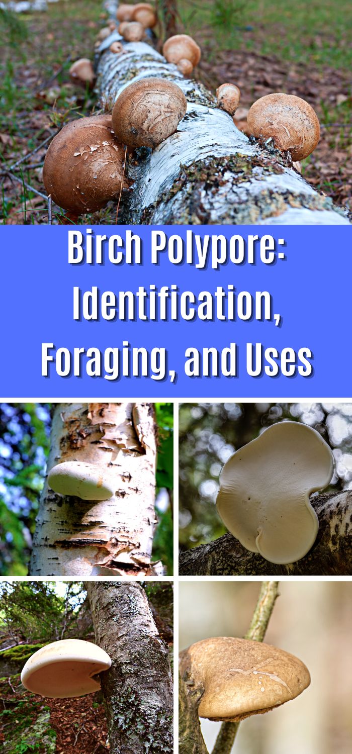 Birch Polypore Identification, Foraging, and Uses Mushroom Appreciation