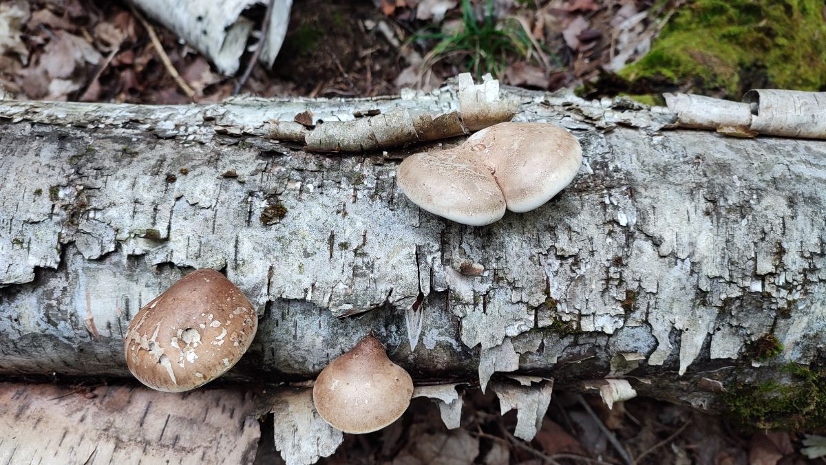 birch polypores