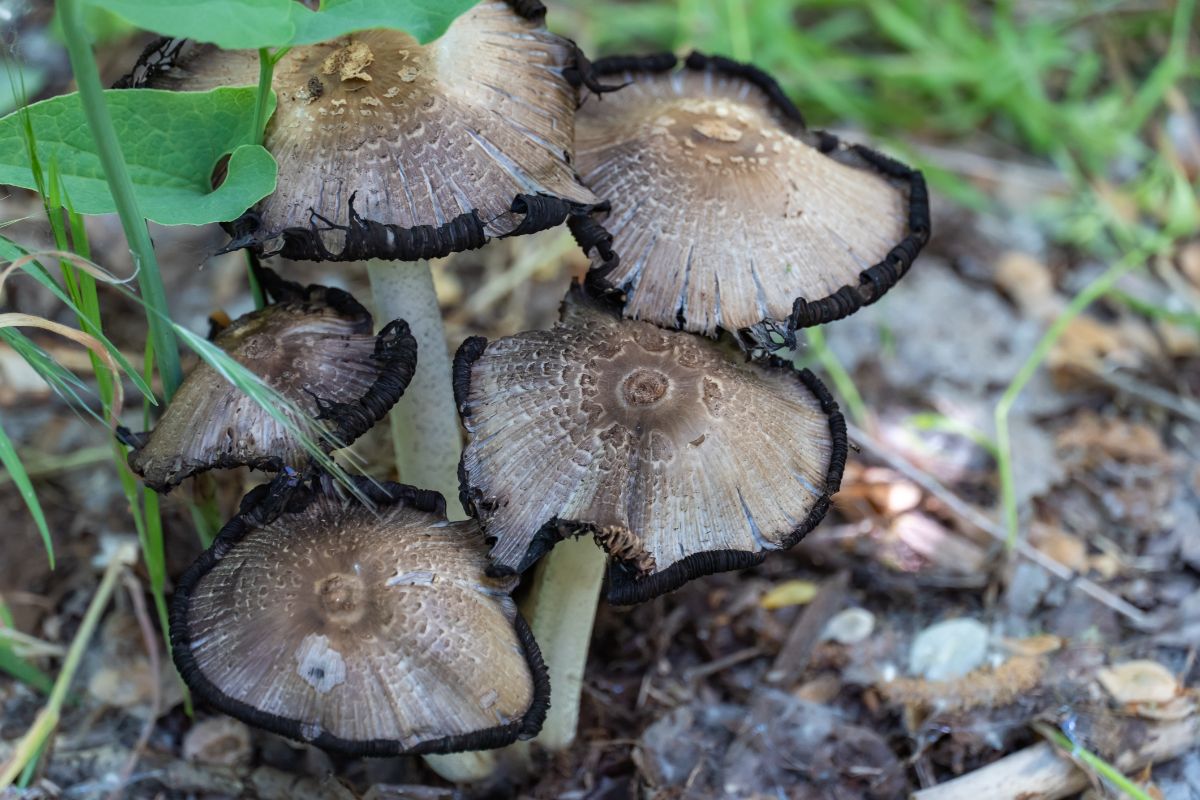 inky caps decomposing