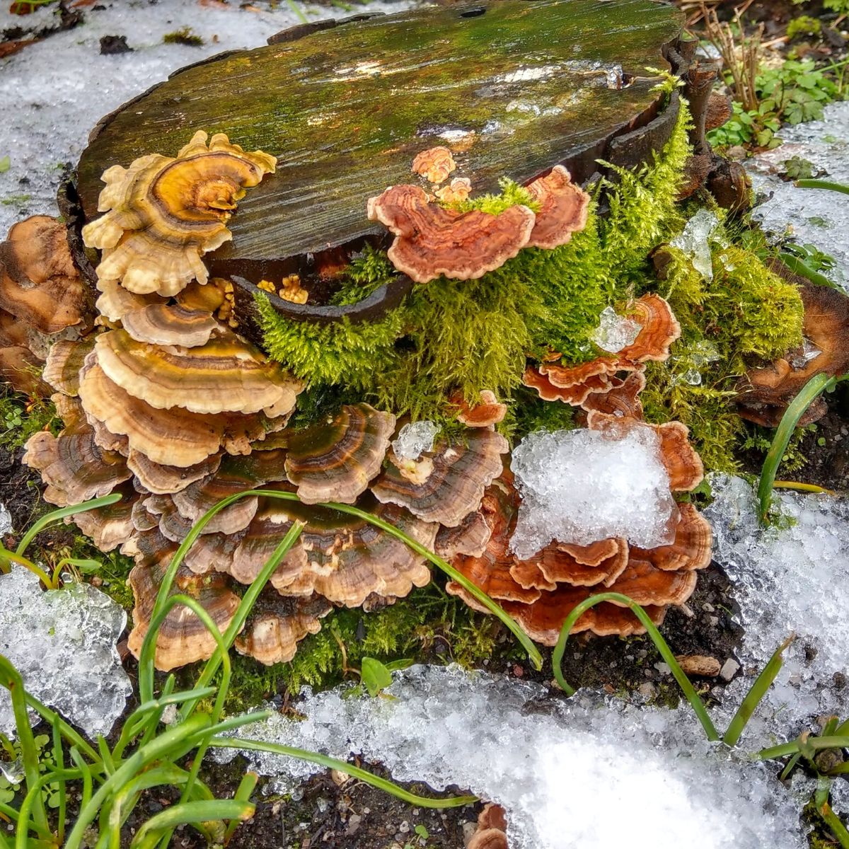 turkey tail winter mushroom foraging