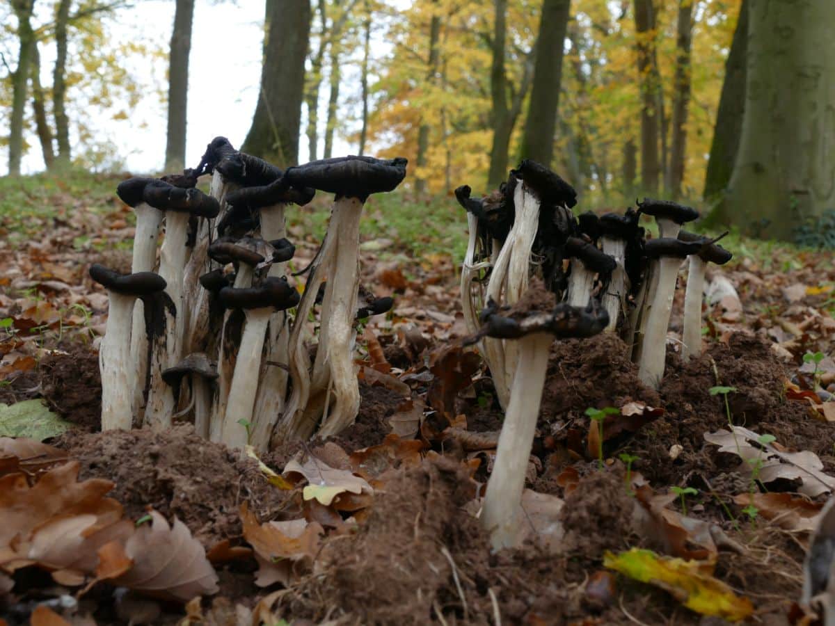 melting inky caps