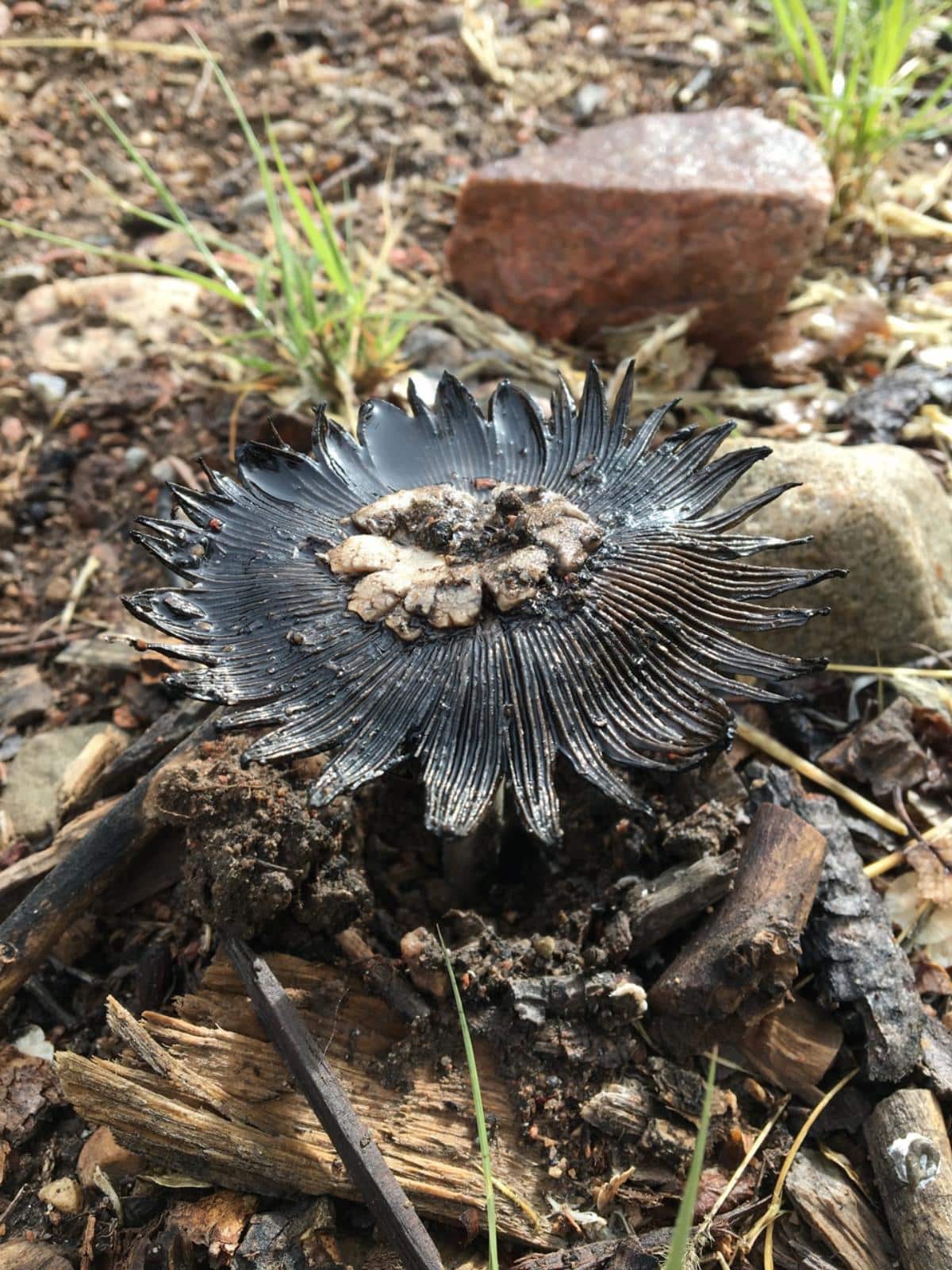 Coprinus calyptratus