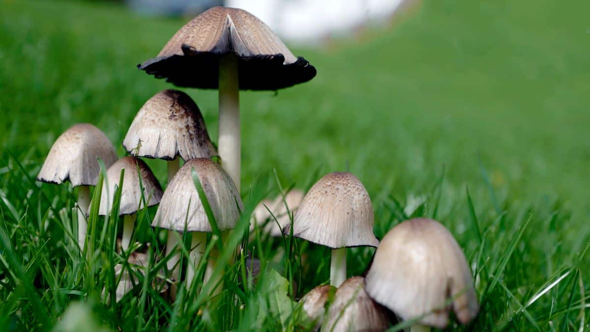 inky cap mushroom