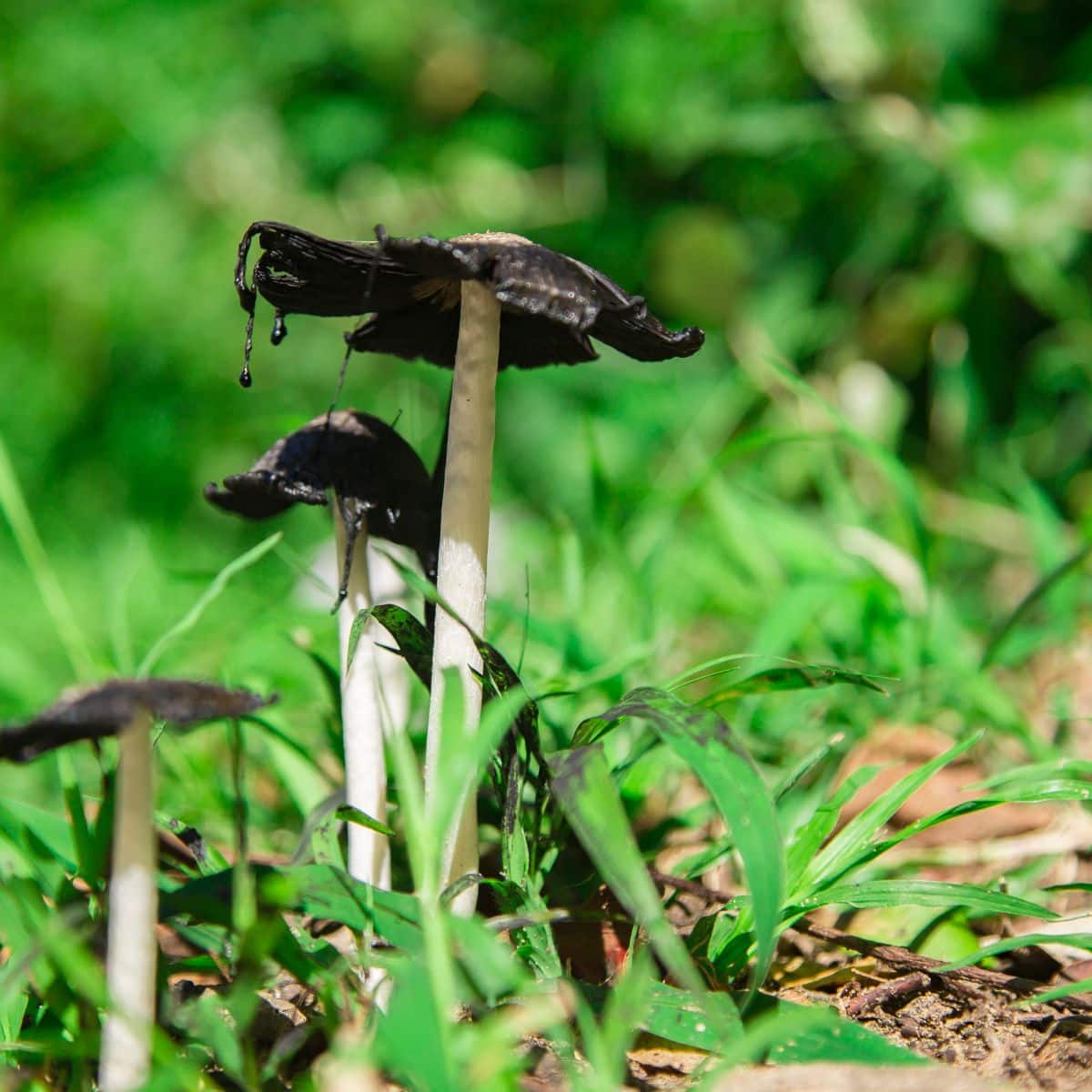 Coprinopsis atramentaria