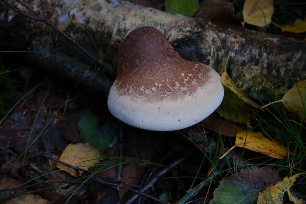 birch polypore