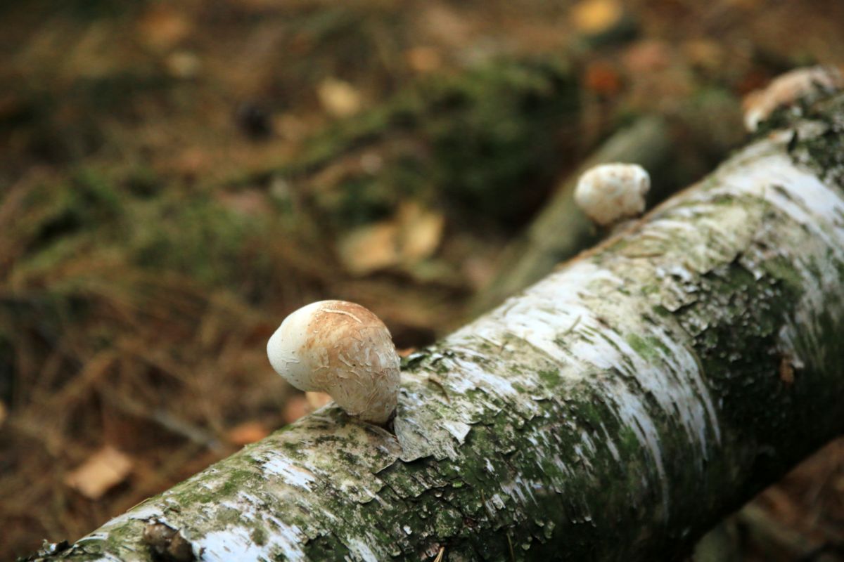 birch polypore