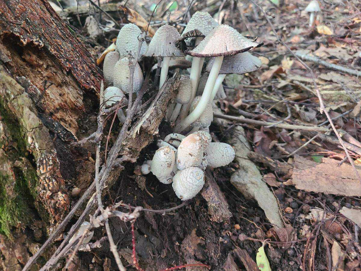 Coprinopsis variegata